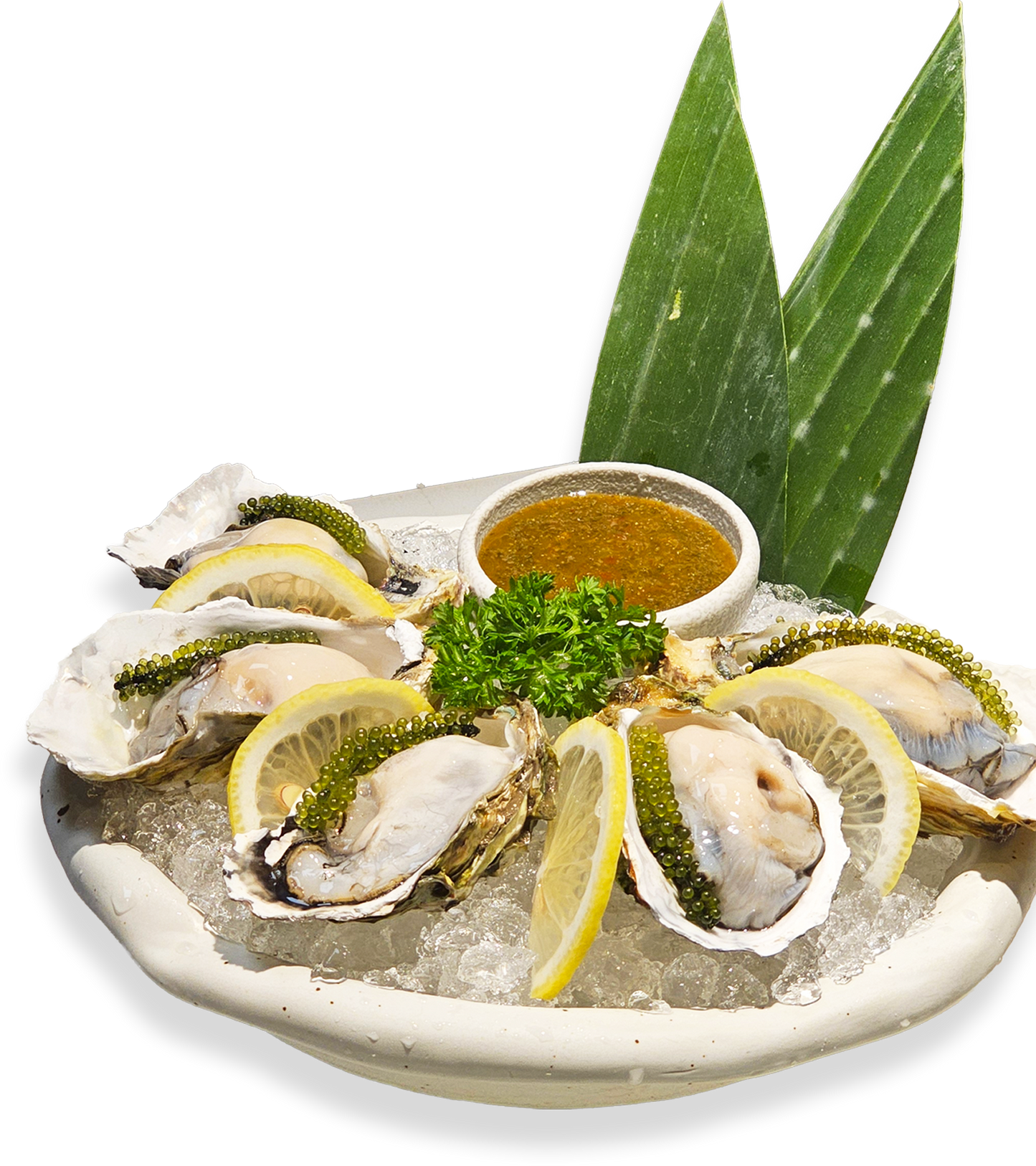 Hàu Xốt Nhiệt Đới